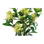 Skimmia Træ - Kunstig plante, grøn H:75 cm